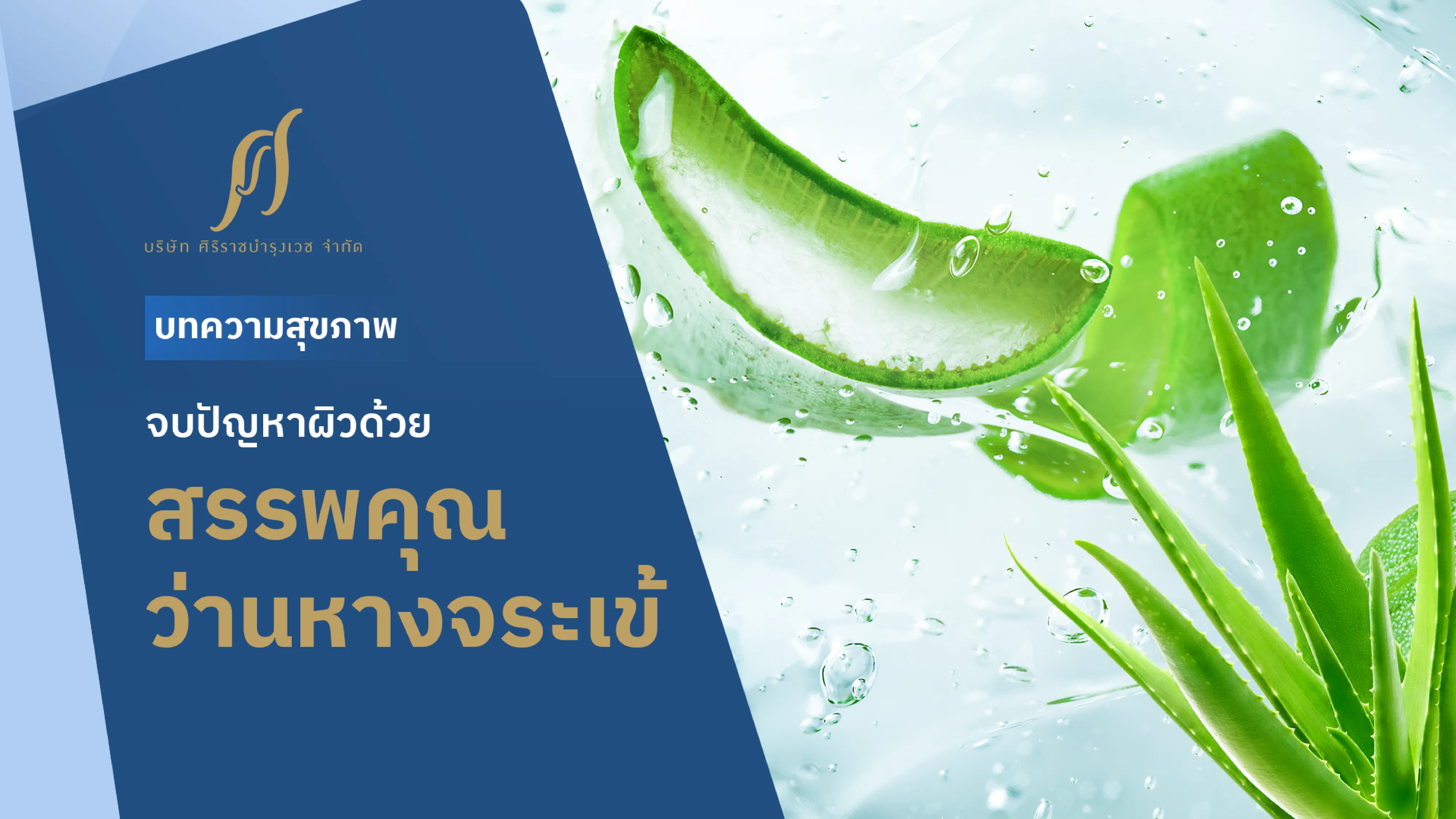 ว่านหางจระเข้ลอยในเจลใส ๆ และ Text ด้านซ้าย “จบปัญหาผิวด้วยสรรพคุณว่านหางจระเข้”